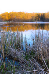Tall dry reeds in the scenic lake under evening sun light in Michigan countryside.