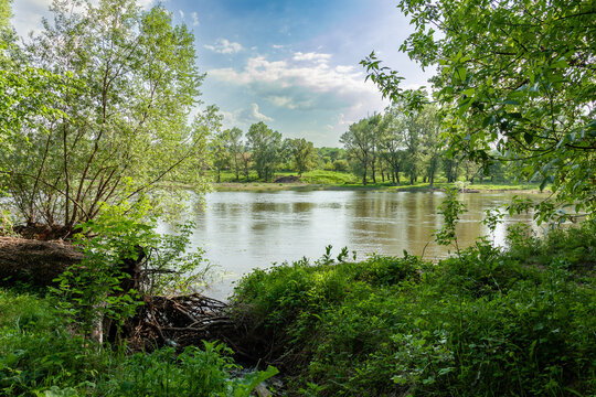 A shore covered with lush green grass surrounded by trees and a barely noticeable stream in the green plants. Siversky Donets River. Kreminna Nature Reserve, Lugansk reg., Ukraine.