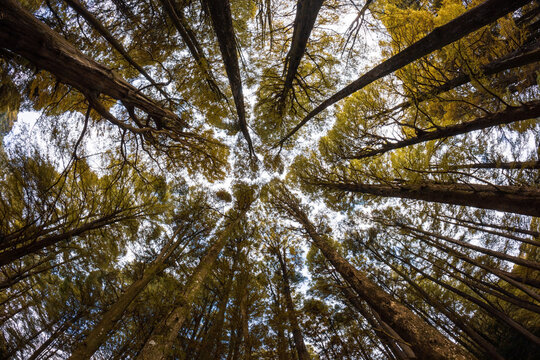 Olhar para o alto, &aacute;rvores em perspectiva em dire&ccedil;&atilde;o ao c&eacute;u, floresta, meio ambiente, natureza em tons de marrom e verde amarelado.