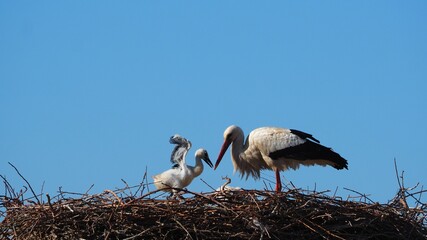 polluelo de cigüeña mostrando a su progenitor lo bien que ejercita sus pequeñas alas, color blanco y negro, lérida, españa, europa