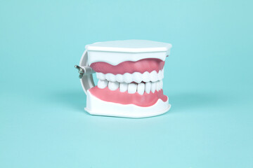 denture and anatomy of the mouth