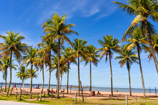 Tall coconut trees on Camburi Beach, in Vit&oacute;ria, capital of Esp&iacute;rito Santo State