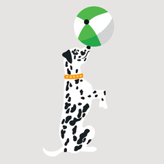 Cute Dalmatian dog playing with inflatable ball on light background