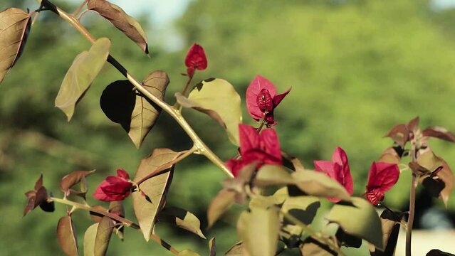 Primavera, &aacute;rvore, flores, folhas, dia ensolarado