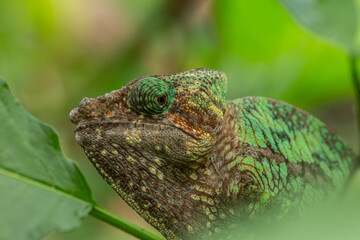 Beautiful colourful chameleon endangered species from Madagascar