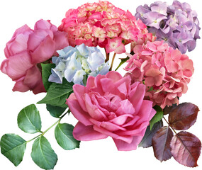 Hydrangea and pink roses isolated on a transparent background. Png file.  Floral arrangement, bouquet of garden flowers. Can be used for invitations, greeting, wedding card.