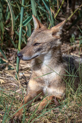 The golden jackal (Canis aureus), also known as the common jackal or Asiatic jackal lies in the grass and looks curiously. Close-up portrait of a wild jackal. Park Yarkon. Israel.