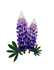 Fototapeta premium Blue Lupine Vector Art 
