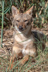 The golden jackal (Canis aureus), also known as the common jackal or Asiatic jackal lies in the grass and looks curiously. Close-up portrait of a wild jackal. Park Yarkon. Israel.