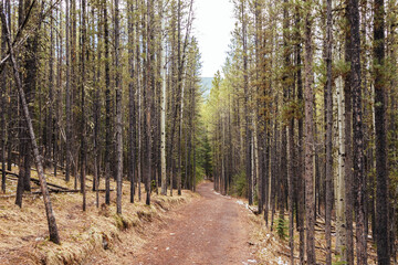 Fototapeta premium Walking footpath through the woods