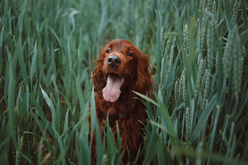 Gorgeous young Irish Setter dog standing in field and sitting in a meadow with a blurred background...