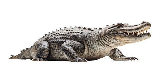 Crocodile isolated on the transparent background PNG. AI generative.