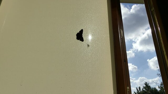 Butterfly Aglais io, European peacock and fly on window blind and flying towards heaven through an open window. 