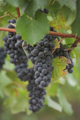 Red wine grapes hang on the vine