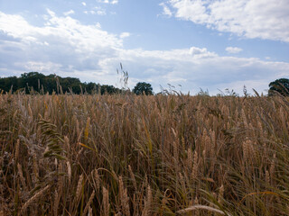 Close up of rye ears, field of ripening rye in a summer day. Sunrise or sunset time Close up of rye ears, field of ripening rye in a summer day. Sunrise or sunset time