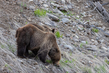 Grizzly Bear in Wyoming in Springtime