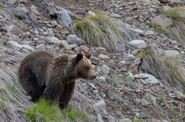 Grizzly Bear in Wyoming in Springtime
