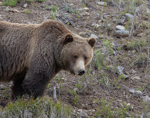 Obraz na płótnie Canvas Grizzly Bear in Wyoming in Springtime