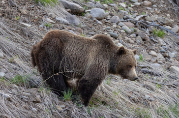 Obraz na płótnie Canvas Grizzly Bear in Wyoming in Springtime