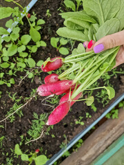 tasty eco radish from own garden. permaculture.Female hand holding crop of radishes in greenhouse. Concept of healthy food, organic vegetables. selective focus