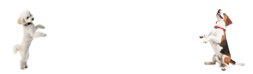 Cute dogs on white background. Banner for design