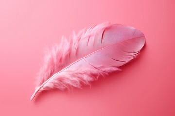 beautiful pink bird feather isolated on pink background | pink ruffled feather on pink wallpaper