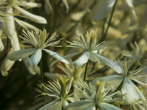 Close-up photo of white clematis flowers