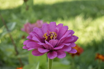 Obraz premium Flor de color rosa en un prado verde, primer plano macro