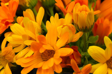 orange flowers in the garden