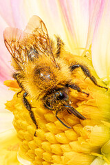 bee on a flower