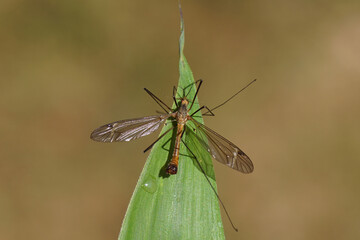 Male crane fly Tipula fascipennis, family Tipulidae on a bamboo leaf. Dutch garden, June.