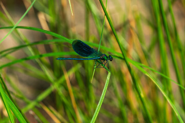 dragonfly on a green grass