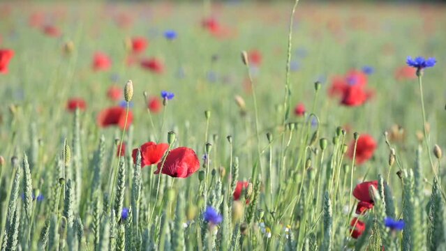 Wildblumenwiese im Sommer. mit rotem Mohn und Gr&auml;sern. Blumen wiegen sich leicht im Wind, romantisch, zart. geringe Sch&auml;rfe liegt auf wenigen Mohnbl&uuml;ten. slowmotion, zeitlupe