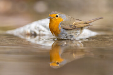 European robin (Erithacus rubecula) bathes. Orange songbird with mirror reflection in water surface.	