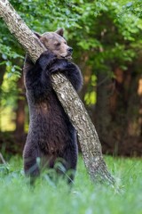 A beautiful brown bear climbs a birch tree. Wild nature in Slovakia. Wildlife animal in natural habitat