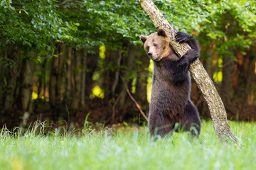 A beautiful brown bear climbs a birch tree. Wild nature in Slovakia. Wildlife animal in natural...