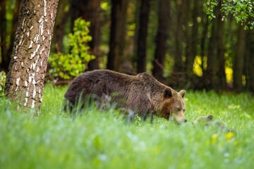 She-bear and bear cub in the forest meadow. Animals in natural Habitat. (Ursus arctos) . Wildlife scenery