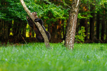 A beautiful brown bear climbs a birch tree. Wild nature in Slovakia. Wildlife animal in natural habitat