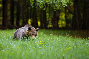 Wild Brown Bear (Ursus Arctos) in the forest. Animal in natural habitat. Wildlife scenery.