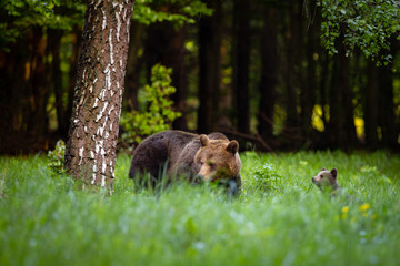 She-bear and bear cub in the forest meadow. Animals in natural Habitat. (Ursus arctos) . Wildlife scenery