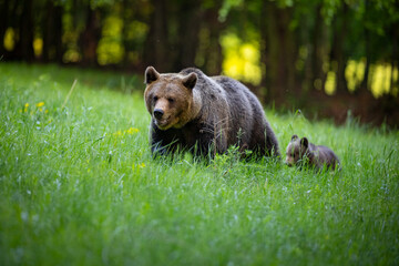 She-bear and bear cub in the forest meadow. Animals in natural Habitat. (Ursus arctos) . Wildlife scenery