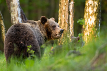 She-bear and bear cub in the meadow. Animals in natural Habitat. (Ursus arctos) . Wildlife scenery