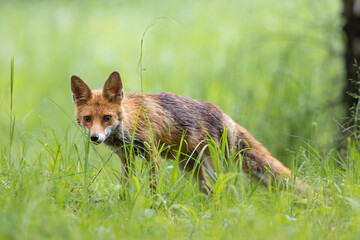 Red Fox (Vulpes vulpes) on meadow in the forest . Wildlife scenery.
