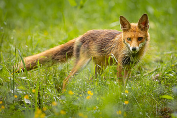 Red Fox (Vulpes vulpes) on meadow in the forest . Wildlife scenery.