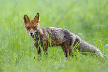 Red Fox (Vulpes vulpes) on meadow in the forest . Wildlife scenery.