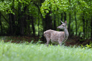 Naklejka na ściany i meble Red deer female (cervus elaphus) stand on the meadow.