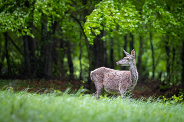 Red deer female (cervus elaphus) stand on the meadow.