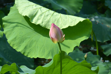the pink bud of  lotus flower in the middle of green lotus leaves in sunny day