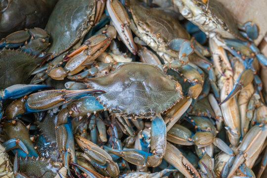 Close up of blue crabs on display at an outdoor farmers' market.