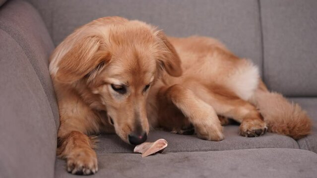 Naughty golden dog playing and biting the rawhide bone on textile sofa, couch. Hovawart, cute retriever.